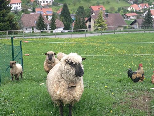 Schlossrütihof Schafe und Hühner